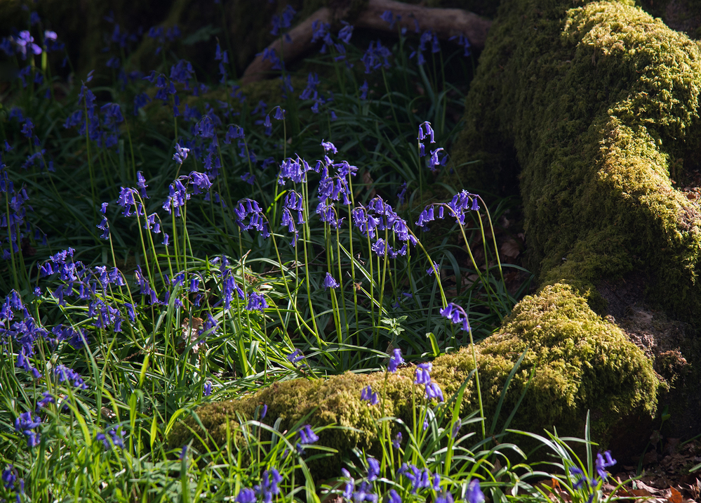 Spring Bluebells in Langley Wood
